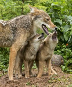 Minnesota Coyote mother and pups begin howling