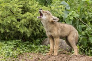 Minnesota, Sandstone Howling coyote pup