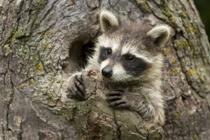 Minnesota, Sandstone Raccoon in a hollow tree