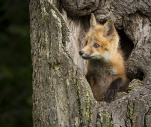 Minnesota, Sandstone Red Fox in a hollow tree