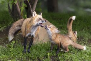 Minnesota, Sandstone Red fox and pup interacting