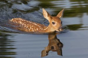 Minnesota White-tailed deer fawn swimming