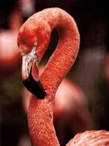 Caribbean Flamingo II
