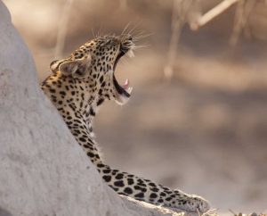 Africa, Botswana, Chobe NP Yawning leopard