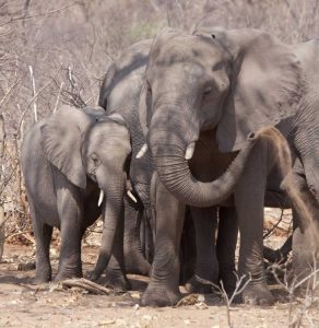 Africa, Botswana, Chobe Mother and baby elephant