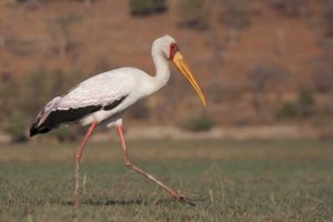 Africa, Botswana, Chobe NP Saddle-billed Stork