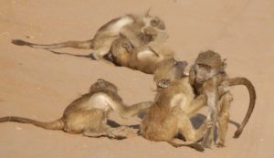 Africa, Botswana, Chobe NP Young baboons at play