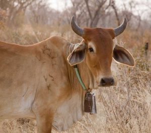 Africa, Botswana, Tsodilo Hills Cow with bell
