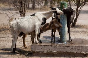 Botswana, Tsodilo Hills Goats drinking from pump
