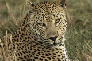 Botswana, Savute Game Reserve Resting leopard