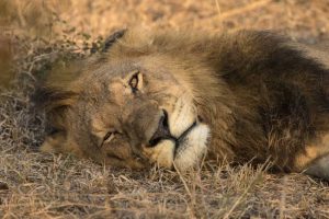 Botswana, Savute Game Reserve Sleeping male lion