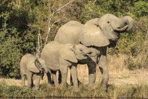 Botswana, Savuti Game Reserve Elephants drinking