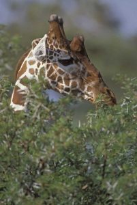 Kenya, Samburu NP A reticulated giraffe