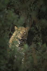 Kenya, Lake Nakuru NP Leopard framed by bushes