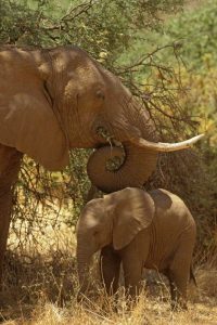 Kenya, Samburu NP African Elephant with her baby