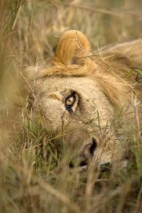 Kenya, Masai Mara Male lion sleeping in grass