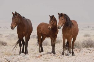 Three wild horses, Namib Desert, Namibia