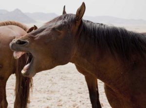 Wild horse yawning, Namib Desert, Namibia