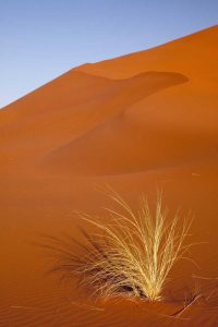 Grass and reddish sand dune, Sossusvlei, Namibia