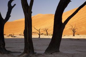 Tree and dunes, Dead Vlei, Sossusvlei, Namibia
