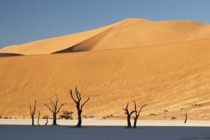 Sunrise on trees and dunes at Dead Vlei, Namibia