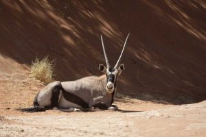 Resting Oryx, Namib-Naukluft, Sossusvlei, Namibia