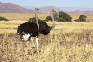 Ostrich pair, Namib-Naukluft, Sossusvlei, Namibia
