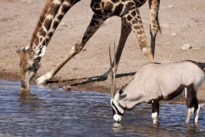 Giraffe and Oryx at water, Etosha NP, Namibia