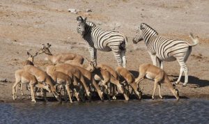 Zebras and black-faced impala, Etosha NP, Namibia