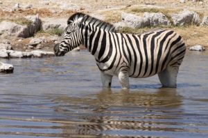 Zebra standing in waterhole, Etosha NP, Namibia