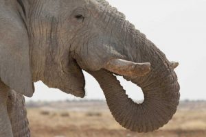 Portrait of African elephant, Etosha NP, Namibia