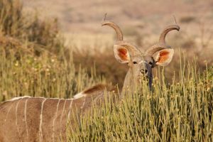 Greater kudu male, Palmwag Conservancy, Namibia