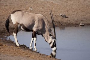 Namibia, Etosha NP Oryx drinking at a waterhole