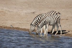 Namibia, Etosha NP Zebras drink at a waterhole