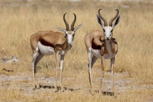 Namibia, Etosha NP Two standing springboks