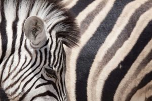 Namibia, Etosha NP Details of two zebras
