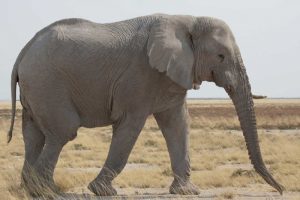 Namibia, Etosha NP Side view of African elephant