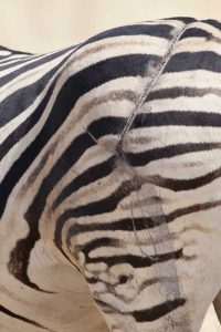 Namibia, Etosha NP Zebras scarred hind end