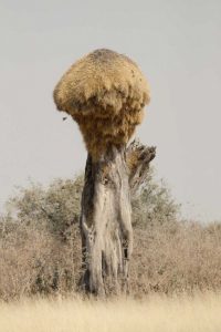 Namibia, Etosha NP Sociable weaver bird nest