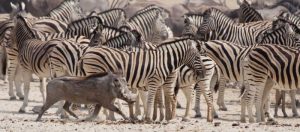 Namibia, Etosha NP A warthog runs past zebras
