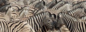 Namibia, Etosha NP A herd of zebras