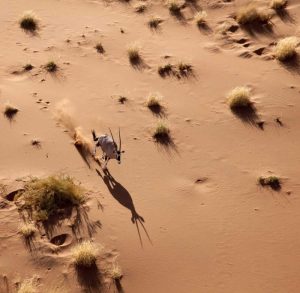 Namibia, Sossusvlei Aerial of oryx and shadow