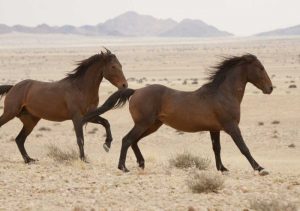 Namibia, Aus, Namib Desert Wild horses running