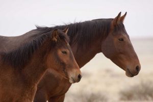Namibia, Aus Two wild horses on the Namib Desert