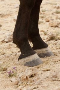 Namibia, Aus Close-up of wild horse hooves