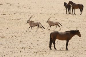 Namibia, Aus,  Namib Desert Oryxes and horses