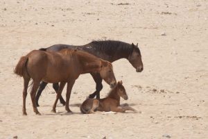 Namibia, Aus Wild horses on the Namib Desert