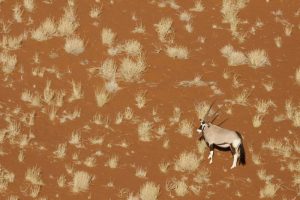 Namibia, Namib-Naukluft , Sossusvlei Lone oryx
