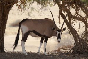 Namibia, Namib-Naukluft, Sossusvlei Oryx grazing