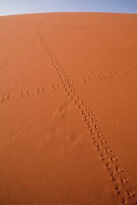 Namibia, Sossusvlei Animal tracks on a sand dune